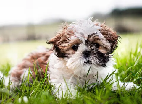 FLUX 3 clip: brown and white Shih Tzu puppy lying in long grass
