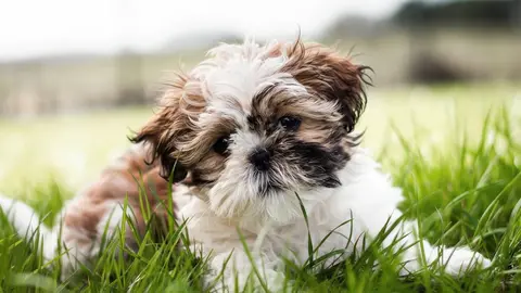 Gemini Omni Flash clip: brown and white Shih Tzu puppy lying in long grass