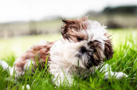 Grok Imagine 1.5 clip: brown and white Shih Tzu puppy lying in long grass