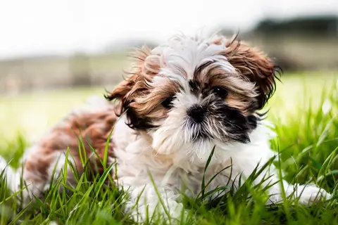 Hailuo H3 clip: brown and white Shih Tzu puppy lying in long grass