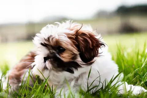 Happy Horse 1.1 clip: brown and white Shih Tzu puppy lying in long grass