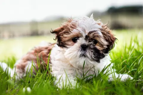 Kling 3.0 clip: brown and white Shih Tzu puppy lying in long grass