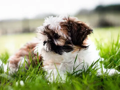 Luma Ray 3.2 clip: brown and white Shih Tzu puppy lying in long grass