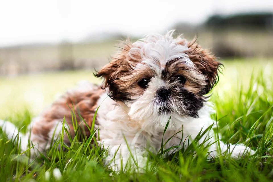 Brown and white Shih Tzu puppy lying in long grass