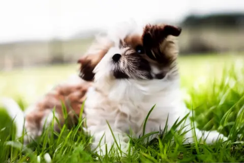 Pika 2.2 clip: brown and white Shih Tzu puppy lying in long grass