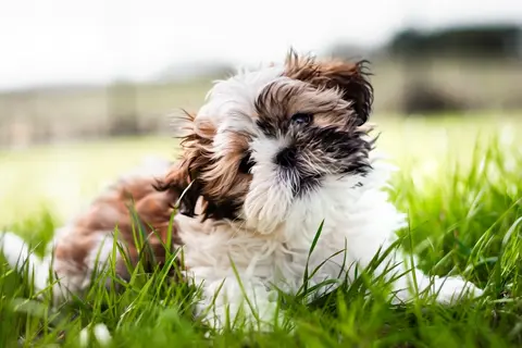 PixVerse V6 clip: brown and white Shih Tzu puppy lying in long grass