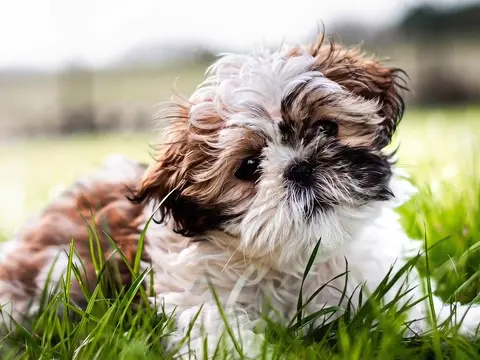 Seedance 2.0 clip: brown and white Shih Tzu puppy lying in long grass