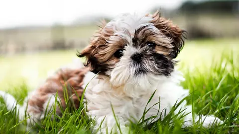 Veo 3.1 Fast clip: brown and white Shih Tzu puppy lying in long grass