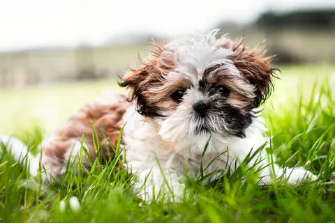 Wan 3.0 clip: brown and white Shih Tzu puppy lying in long grass